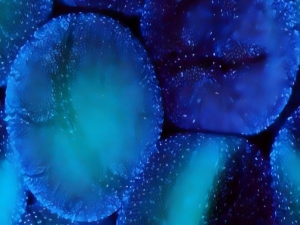 Fluorescent PT